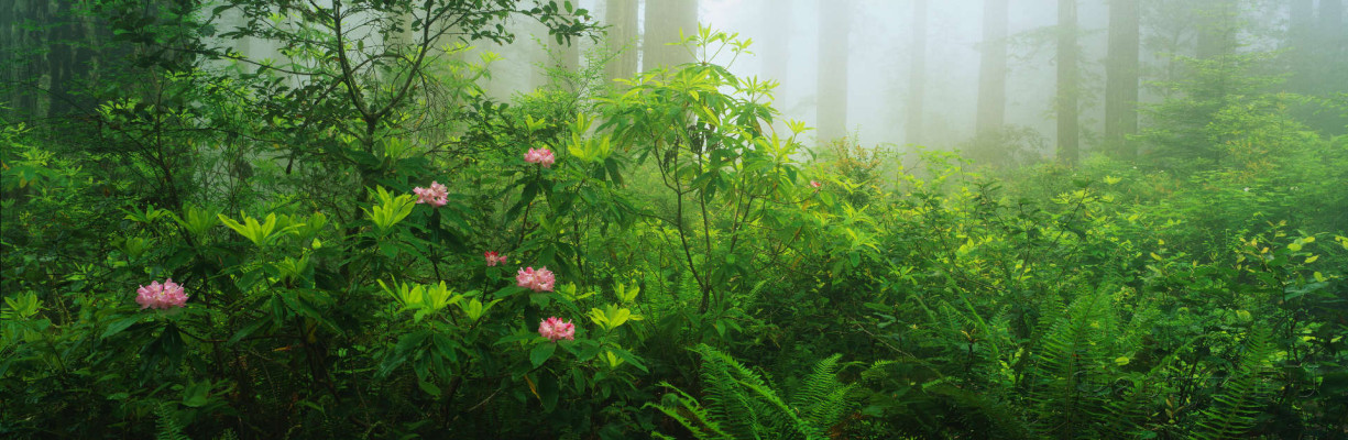 Скинали — Тропический лес