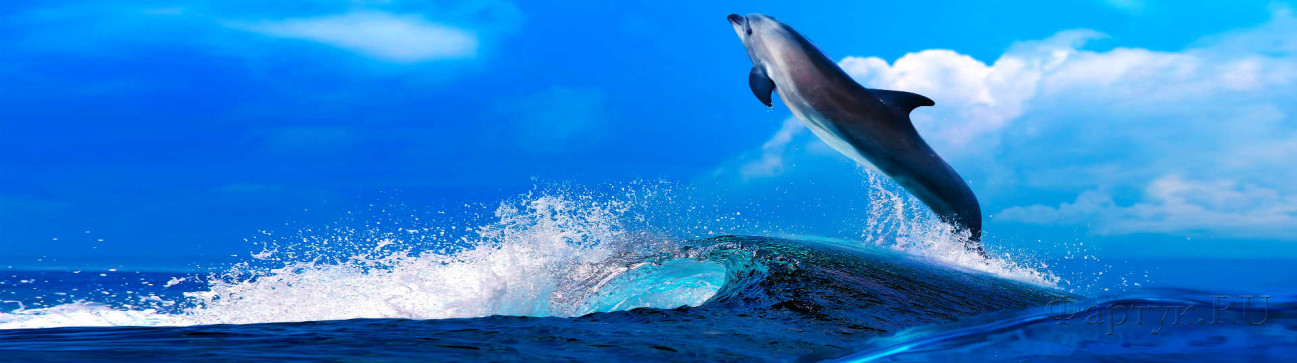 Скинали — Прыгающий над водой дельфин