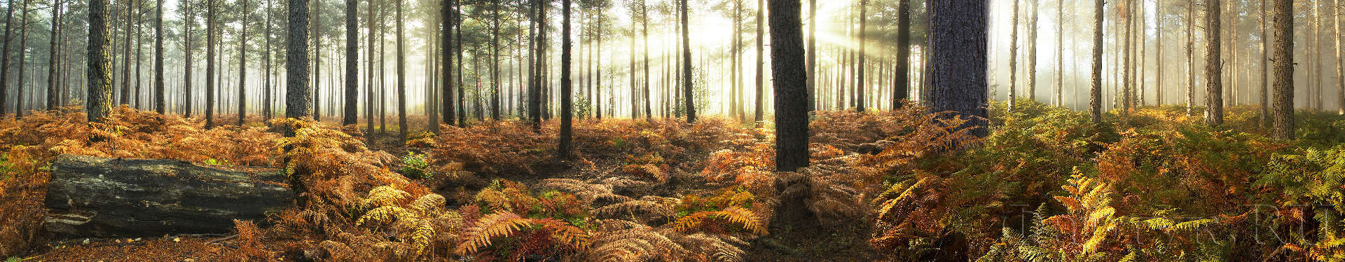 Осенний пейзаж в лесу