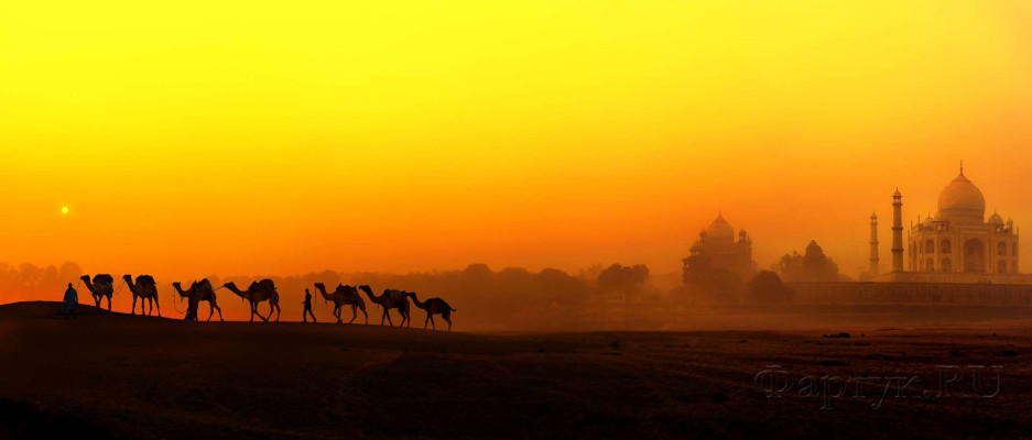 Скинали — Верблюды в пустыне на закате