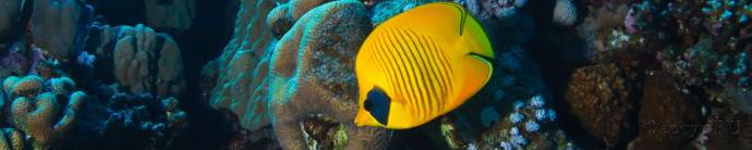 Скинали — Подводный мир: рыба - бабочка
