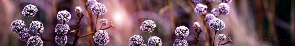 Скинали — фиолетовые цветы на ветках