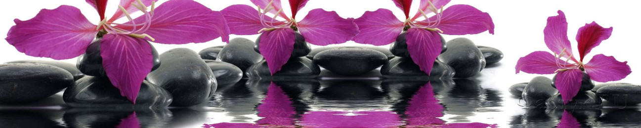 Скинали — Фиолетовые цветки на черных камнях с отражением 