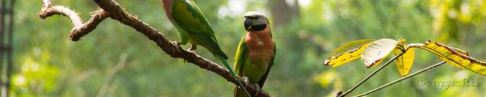 Скинали — Яркие попугаи