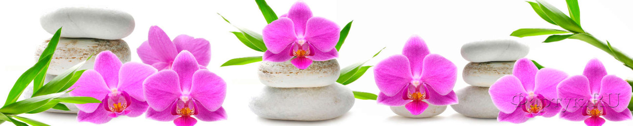 Скинали — Фиолетовая орхидея на белых камнях