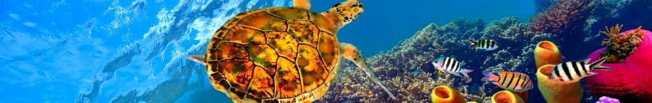 Скинали — Морская черепаха на морском дне