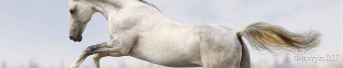 Скинали — Красивая белая лошадь на скаку
