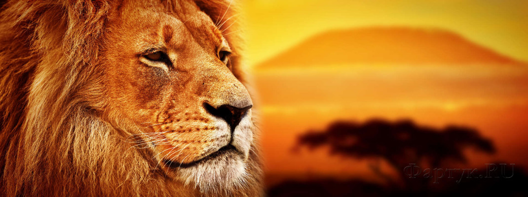 Скинали — Царь зверей - лев