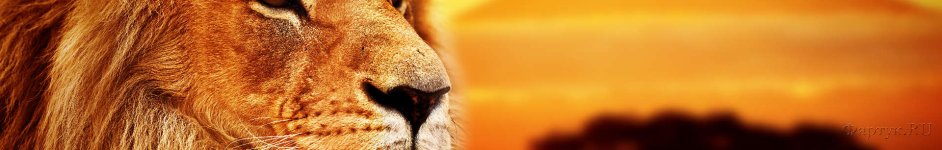 Скинали — Царь зверей - лев