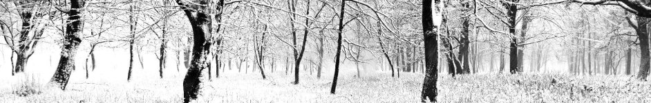 Скинали — Деревья в лесу покрыты свежим снегом после снегопада