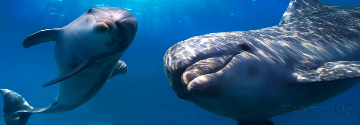 Скинали — Дельфины в воде