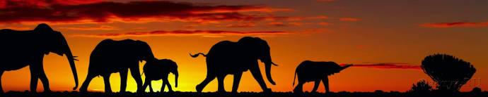 Скинали — Слоны на закате
