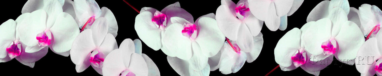 Скинали — Белые орхидеи на чёрном фоне