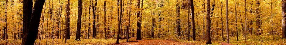 Скинали — Осенняя аллея 
