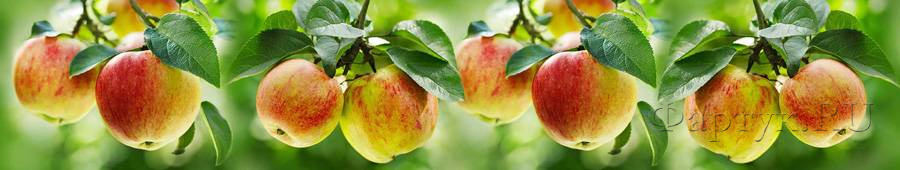 Скинали — Яблоки на дереве