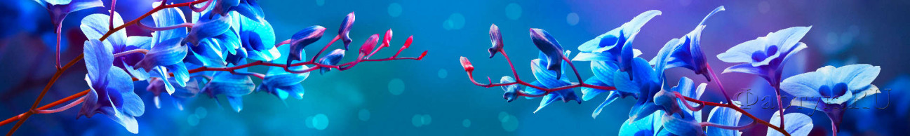 Скинали — Голубые цветы на синем фоне
