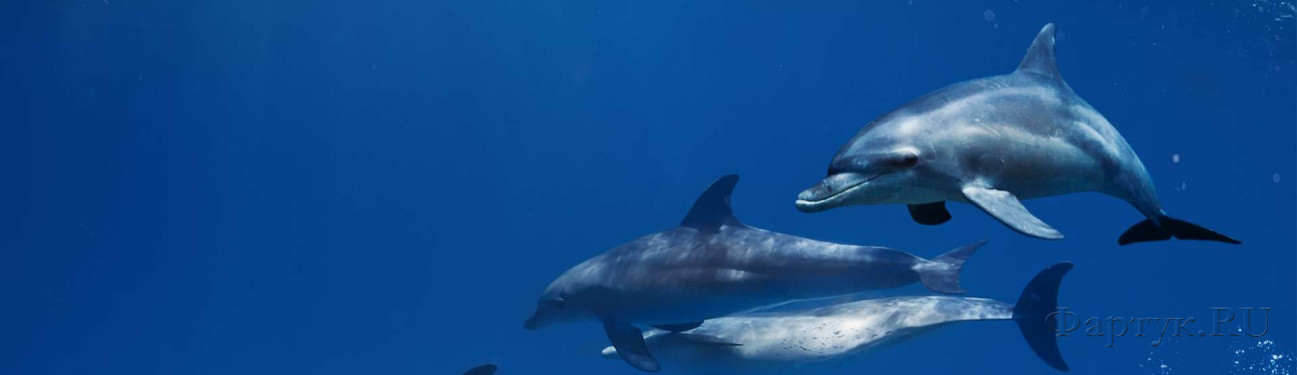 Скинали — Дельфины под водой