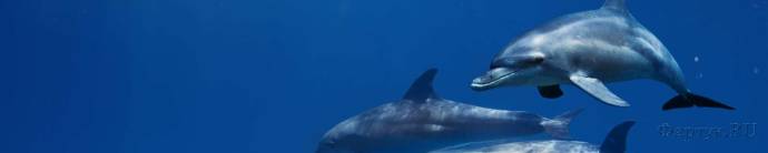 Скинали — Дельфины под водой