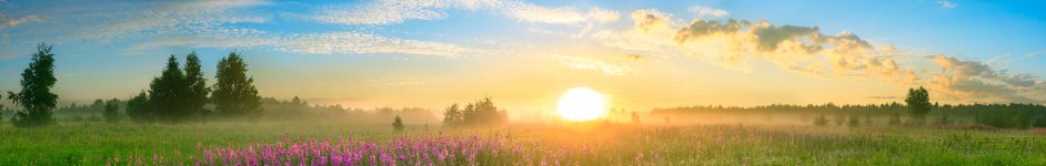 Скинали — Цветущее поле на фоне яркого солнца