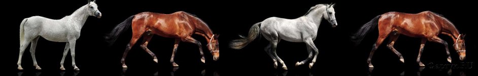 Скинали — Гнедая и белая лошади