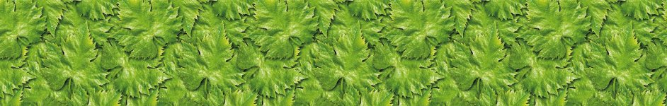 Скинали — Текстура зеленых листьев
