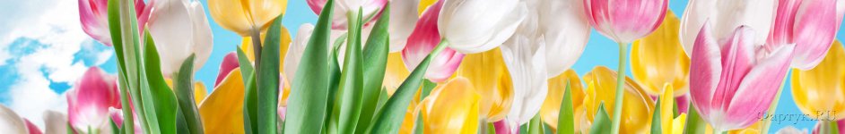 Скинали — Разноцветные тюльпаны на фоне голубого неба