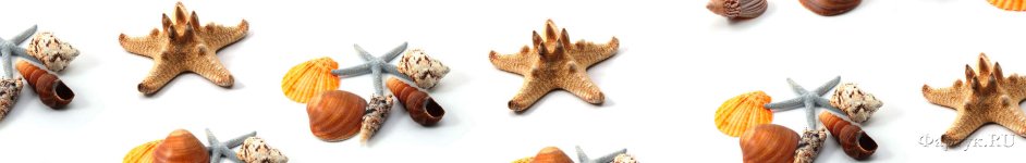 Скинали — Морские звезды и морские ракушки на белом фоне 