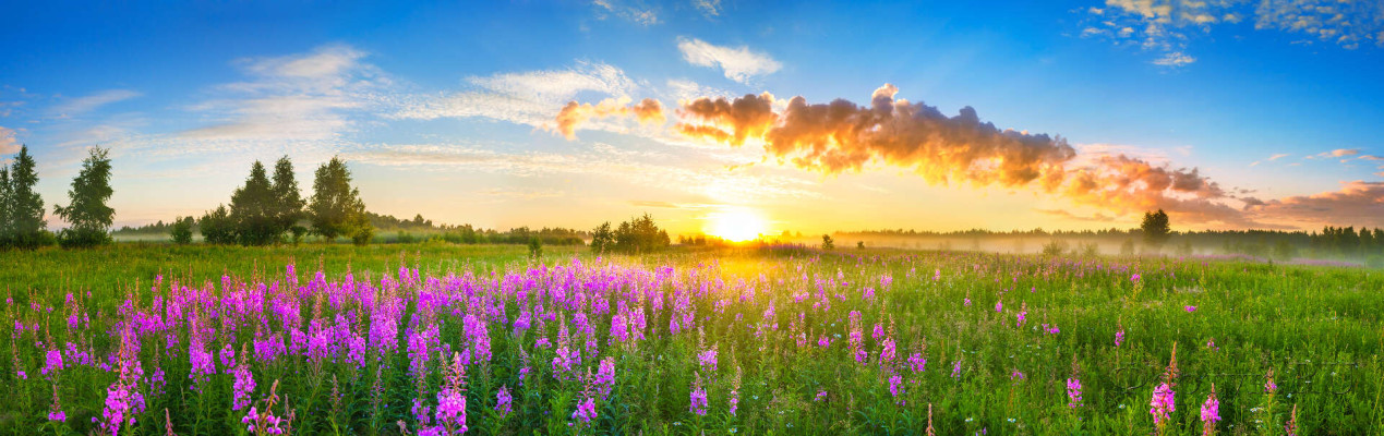Скинали — Пейзаж с восходом солнца и цветущим лугом