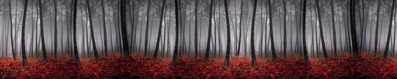 Скинали — Лес с красной травой и листьями