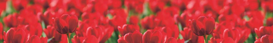Скинали — Поле красных тюльпанов
