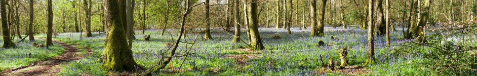 Скинали — Синий нежный подснежник в лесу