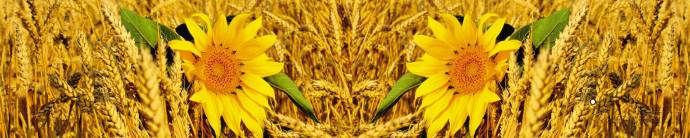 Скинали — Подсолнухи в пшенице