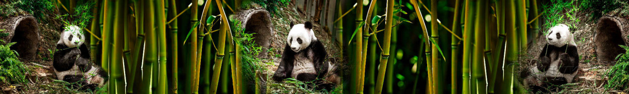 Скинали — Панда в бамбуковых зарослях