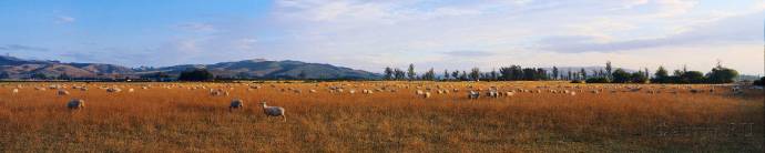 Скинали — Овцы на пастбище