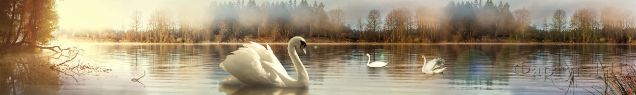 Скинали — Лебеди на озере