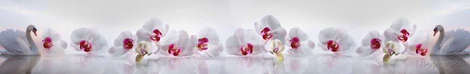 Скинали — Белые орхидеи и лебеди 