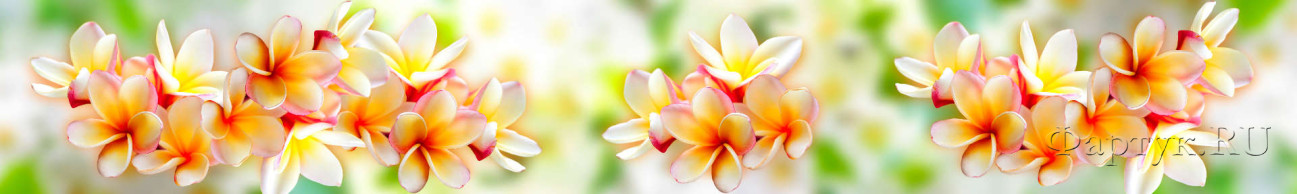Скинали — Красивые цветы на расплывчатом фоне