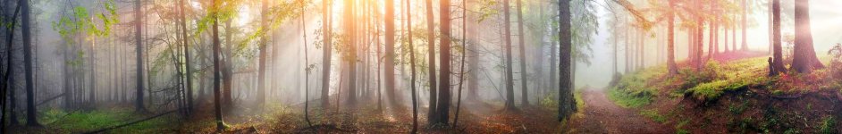 Скинали — Лучи солнца в лесу
