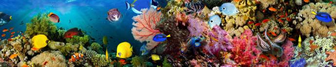 Скинали — Кораллы, подводный мир