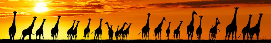Скинали — Жирафы на закате