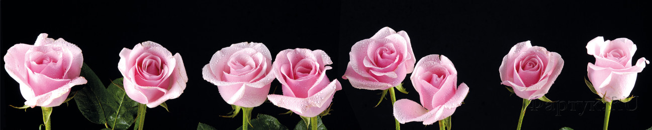 Скинали — Розовые розы на черном фоне