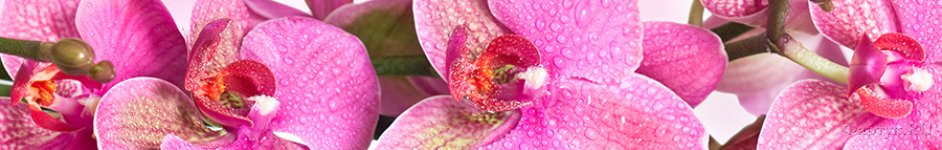 Скинали — Крупная ветка фиолетовой орхидеи