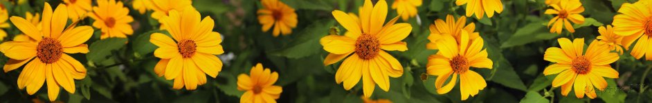 Скинали — Невероятные ярко-желтые цветы 