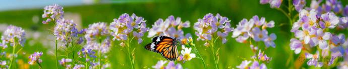 Скинали — Бабочка на ароматных полевых цветах 