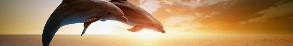 Скинали — Дельфины на закате над водой