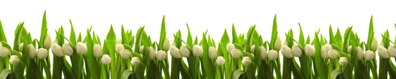 Скинали — Белые тюльпаны