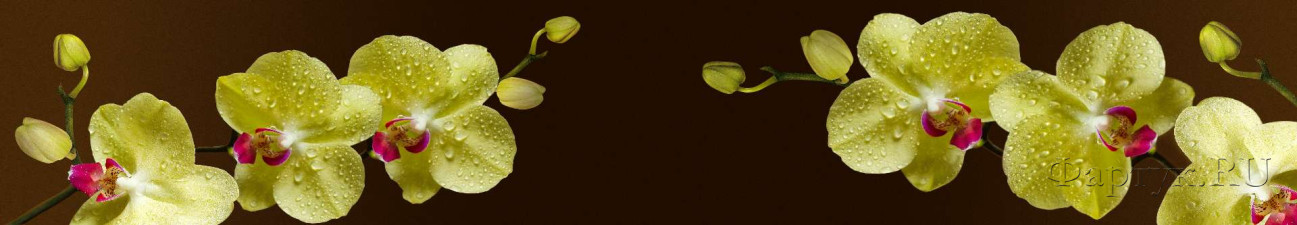 Скинали — Желтые орхидеи на коричневом фоне