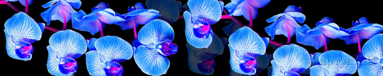 Скинали — Голубые орхидеи на черном фоне