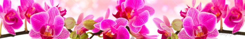 Скинали — Ярко-розовые орхидеи на розовом фоне