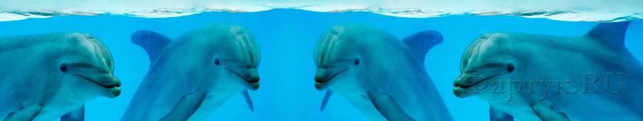 Скинали — Дельфины